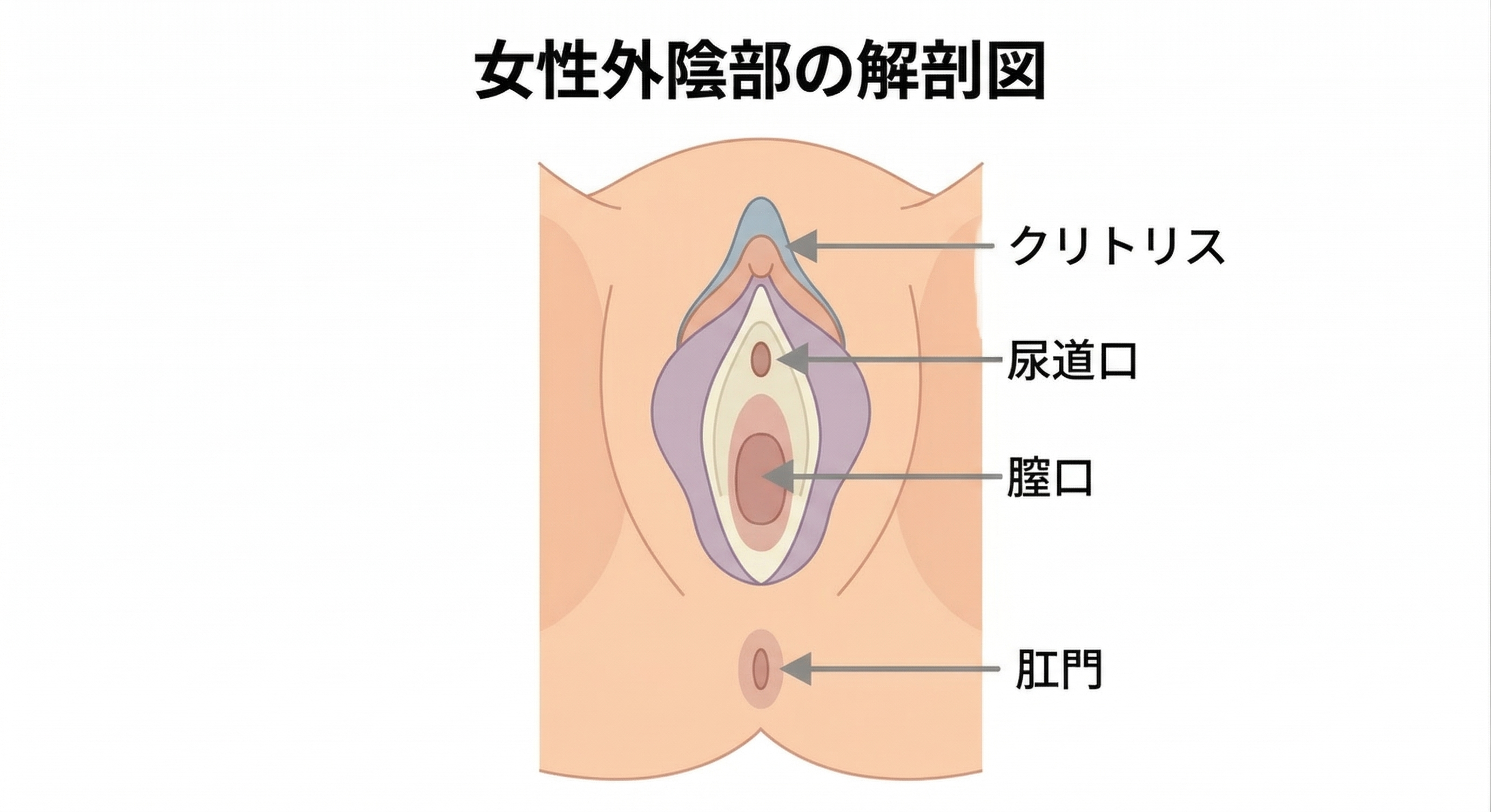 女性外陰部の解剖図(クリトリス・尿道口・膣口・肛門の位置)
